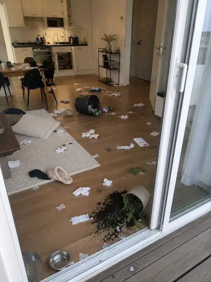 Home wrecked by a stressed pet