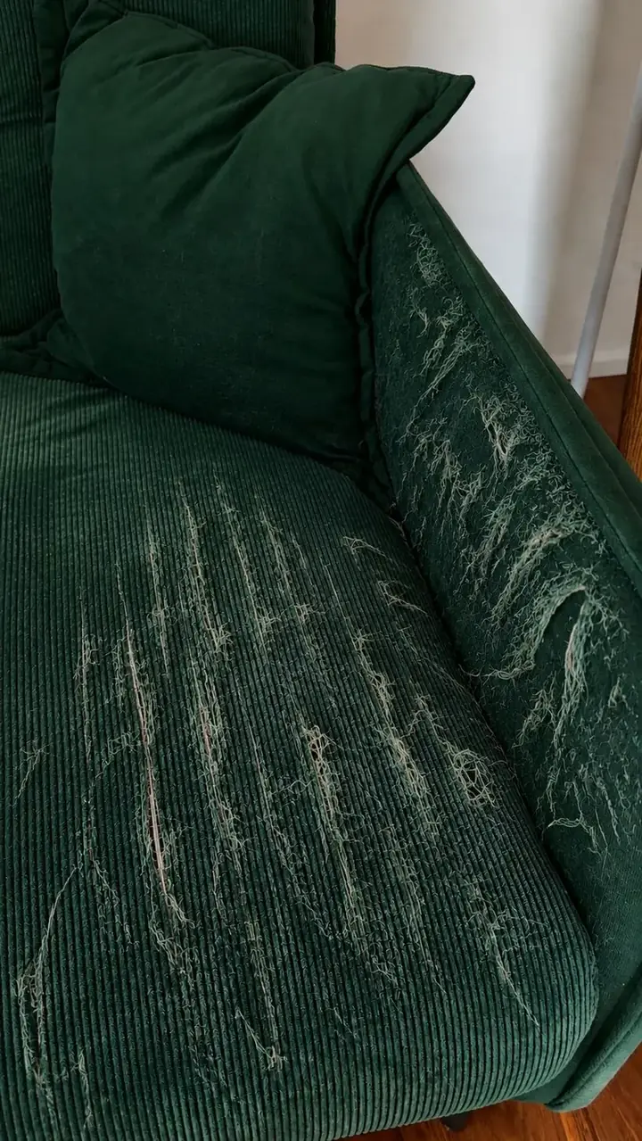 Scratched sofa