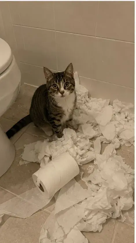 Shredded toilet paper across the floor
